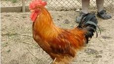 Свиреп петел атакува куче ...смях! (ВИДЕО) - Videoclip.bg