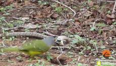 Птица vs Змия - Snake Uses Clever Technique to get Away - Videoclip.bg