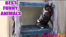 Funny animals №2 2016, #Смешныеприколы с животными 2016, Подборка приколов с животными, Coub animals - Videoclip.bg