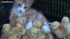 Котка се грижи за малки пиленца (ВИДЕО) - Videoclip.bg