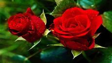 ♥Красива роза за специален човек! ...  (Acker Bilk Music)♥ ... ... - Videoclip.bg