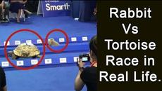 Надбягване между заек и костенурка - Няма да повярвате кой победи!? Rabbit Vs Tortoise Race in Real Life. - Videoclip.bg