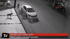 Кучета разфасоват автомобил за да хванат котка - Videoclip.bg