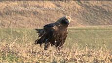 Българското дружество за защита на птиците - Videoclip.bg