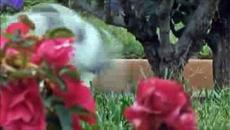 Funny Cats Compilation, Funny Cat Videos Ever - Videoclip.bg