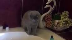 Котка приготвя ваната за къпане - Videoclip.bg