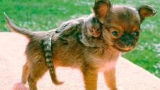НАЙ-ДОБРИТЕ ПРИЯТЕЛСТВА МЕЖДУ ЖИВОТНИ за 2016 Top 10 Best Animal Friends 2016 - Videoclip.bg
