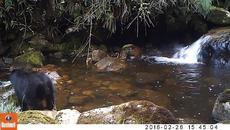 Meчка учи малкото си да преминава през река ,но . . . . - Videoclip.bg