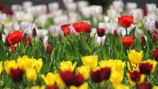 Честит Международен ден на жената 8 Март 2017 (International Women's Day) - Videoclip.bg