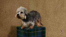 Изложба на домашни любимци - Videoclip.bg