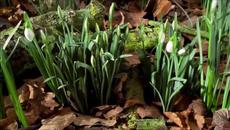 Пролетно равноденствие 2017 - March Equinox Meditation (Bulgarian) - Videoclip.bg