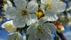 Пролетно равноденствие 2017 -  Честита Първа пролет приятели - Videoclip.bg