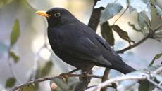 Тръгнал кос - Детска Песничка (Текст) - Videoclip.bg