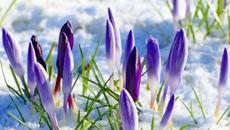 Честита първа пролет с музика! Пролет моя... - Videoclip.bg