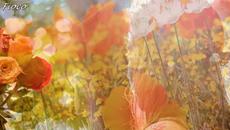 Честита първа пролет с музика! Слънце в сърцето - Videoclip.bg