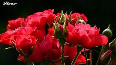 Честита първа пролет с музика! Цветно настроение - Videoclip.bg