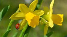 20 март - Днес е Международният ден на щастието! Вълшебно пролетно утро - Videoclip.bg