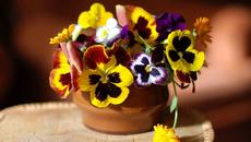 Теменужено топла съм с пеперудено крехко сърце... - Videoclip.bg