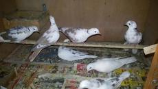 Вижте Смееща се Гугутка се Смее! (ВИДЕО) - Videoclip.bg