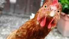 Любопитни факти за Кокошката (ВИДЕО) - Videoclip.bg