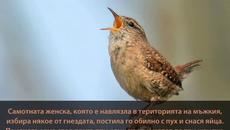 Любопитни Факти за  Орехчето (ВИДЕО) - Videoclip.bg