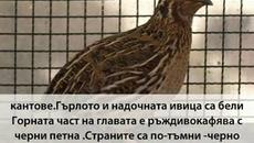 Любопитни Факти за Пъдпъдъка ❤️ (ВИДЕО) - Videoclip.bg