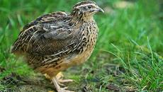 Ферма за пъдпъдъци (ВИДЕО) - Videoclip.bg