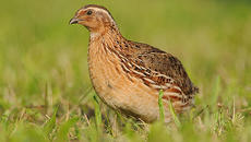 Пъдпъдъци - Любопитни Факти за Пъдпъдъка (ВИДЕО) - Videoclip.bg