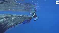 Вижте Как Кит Спаси Жена от Тигрова Акула в Тихия океан 10.01.2018 г Whale Protects Diver From Nearby Shark - Videoclip.bg