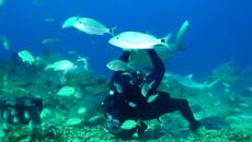 Да погалиш тигрова акула!!! Подводен свят - Videoclip.bg