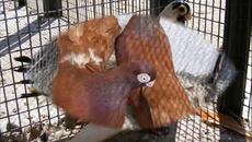 Много милички гълъбчета вижте ги (ВИДЕО) - Videoclip.bg