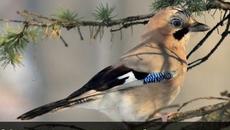 Любопитни Факти за Сойката (ВИДЕО) - Videoclip.bg