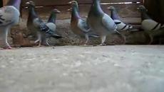 Любопитни Факти за Пощенски Спортни Гълъби (ВИДЕО) - Videoclip.bg