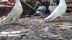 Любопитни Факти за пощенските гълъби (ВИДЕО) - Videoclip.bg