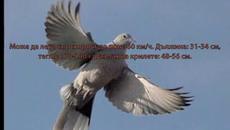 Любопитни Факти за Гугутките (ВИДЕО) - Videoclip.bg