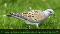 Любопитни Факти за Гургулиците (ВИДЕО) - Videoclip.bg