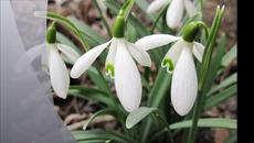 Пробуждане на пролетта! Още ли е зима навън у нас - Videoclip.bg