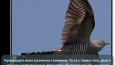 Любопитни факти за Кукувиците ❤️ - Videoclip.bg