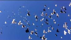 Вижте невероятна красота и музика! Най-красивите гълъби летят - Videoclip.bg