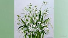 Белоснежното Кокиче първият предвестник на пролетта разцъфтя навън (ВИДЕО) - Videoclip.bg