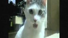 PSy Gangnam Style Cute Animals dancing - So Cute - Videoclip.bg