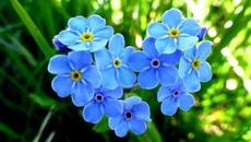 Ион Суручану  -  Незабудка - Videoclip.bg