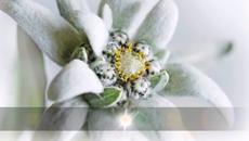 Еделвайс (Edelweiss Plant) Celebrating the Edelweiss Flower Google Doodle - Videoclip.bg