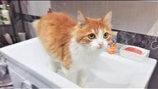 ЖИВОТНЫЕ ПРИКОЛЫ 2018 ЛУЧШИЕ ПРИКОЛЫ ПРО ЖИВОТНЫХ ЗА НЕДЕЛЮ СМЕШНЫЕ ПРИКОЛЫ С ЖИВОТНЫМИ МАРТ 2018 - Videoclip.bg