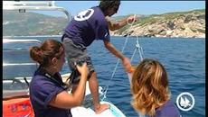 Българин ще прави изкуствен коралов риф в Гърция на остров Самос - Videoclip.bg