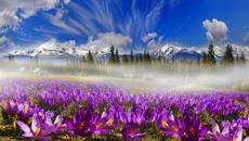 Пролет - Mарт - Нежност - Цветни минзухари! ... (music  by Tim Janis) - Videoclip.bg