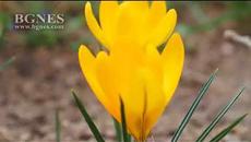 Първите минзухари разцъфнаха във Варна - Videoclip.bg