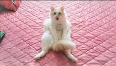 СМЕШНЫЕ КОТЫ И КОШКИ 2018 ЛУЧШИЕ ПРИКОЛЫ С КОТАМИ ЗА НЕДЕЛЮ  О чём Сидят Коты - Videoclip.bg