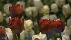 Пролетта дойде - Videoclip.bg