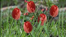 Пролетта дойде - Videoclip.bg